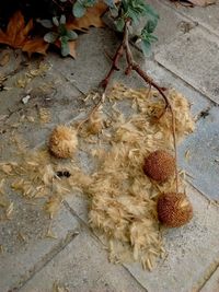 High angle view of fruits