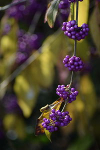 Close-up of purple flower growing on plant