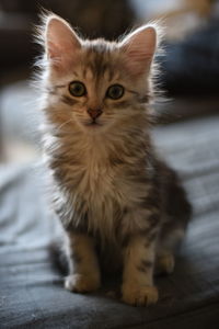 Portrait of cat