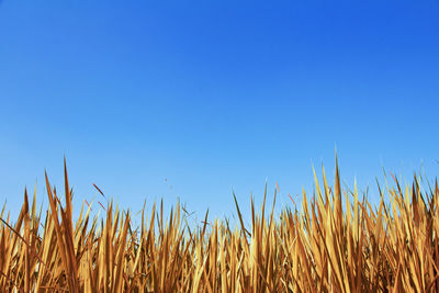 Close-up of plants on field against clear blue sky