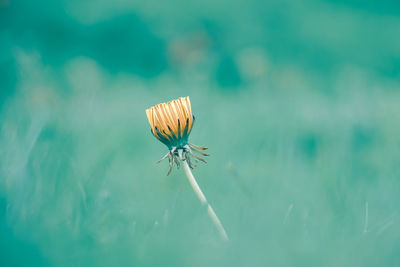 Close-up of butterfly on flower