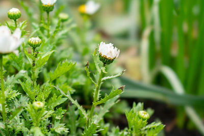 Close-up of flowering plant on field