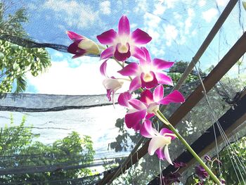 Low angle view of pink flowers against sky