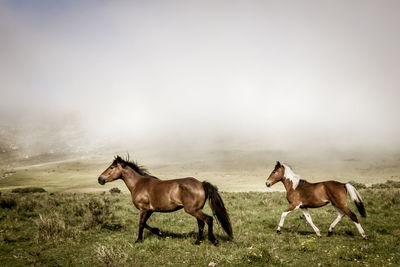 Horses in a field