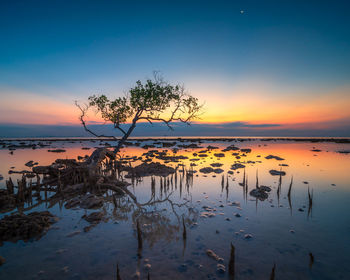 Silhouette plants by lake against sky during sunset