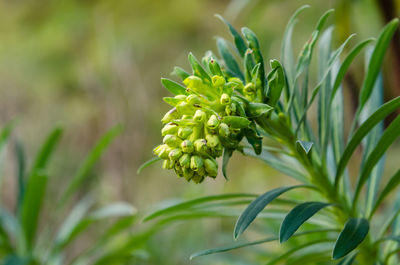 Close-up of fresh green plant