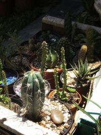 High angle view of potted plants in yard