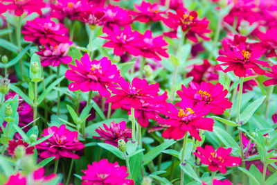Close-up of pink flowering plants