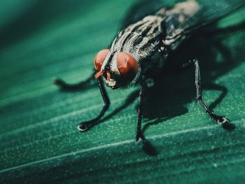 Close-up of fly on leaf