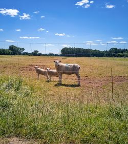 Sheep in a field