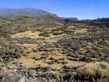 Landscape and vegetation in the teide national park in tenerife, canary islands, spain