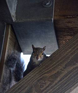 Portrait of squirrel on wooden plank