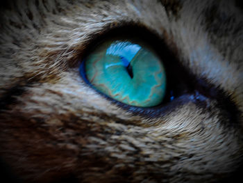 Close-up of cat eye