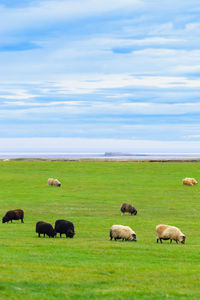 Horses grazing on field against sky