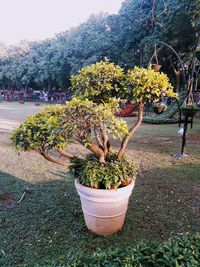 Potted plants in yard