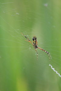 Close-up of spider on web