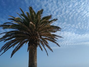 Low angle view of palm tree against sky - aveiro - portugal