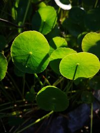 Close-up of green leaves