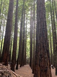 Pine trees in forest