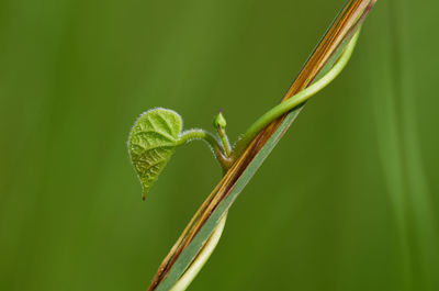 Close-up of insect on leaf