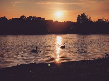 Silhouette ducks swimming in lake during sunset