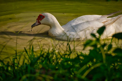 Swan in a lake