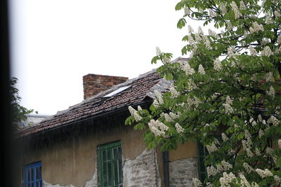 Low angle view of plants