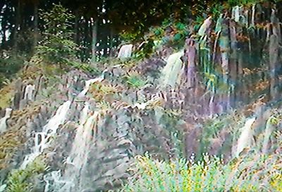 Full frame shot of plants growing in forest