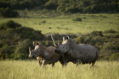 Rhinoceros standing amidst plants on land