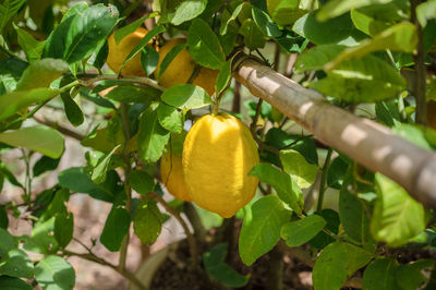 Close-up of fruits growing on tree