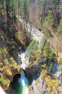 Stream flowing through forest