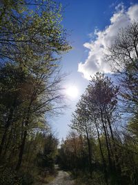 Low angle view of trees against sky