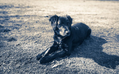 Black dog sitting on field