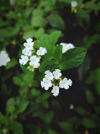 Close-up of white flowers
