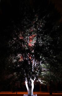 Low angle view of trees at night