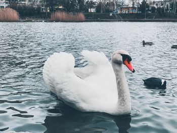 Swan swimming in lake