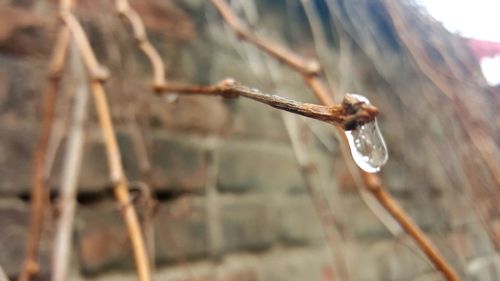 Close-up of water drops on leaf