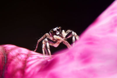 Close-up of spider on web