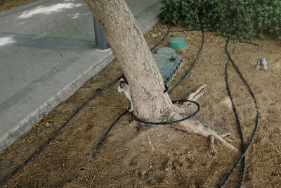 High angle view of lizard on tree trunk