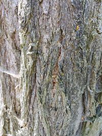 Full frame shot of tree trunk