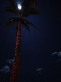 palm tree