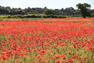 Scenic view of red flowers on field