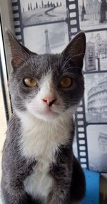 Close-up portrait of cat