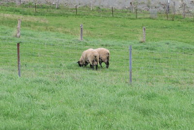 Sheep grazing in a field