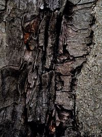 View of tree trunk