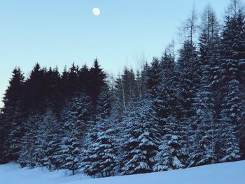 Snow covered pine trees in forest against sky