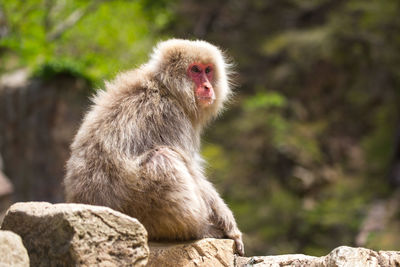 Side view of japanese macaque looking away while sitting on rock