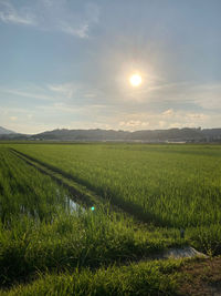 Scenic view of field against bright sun