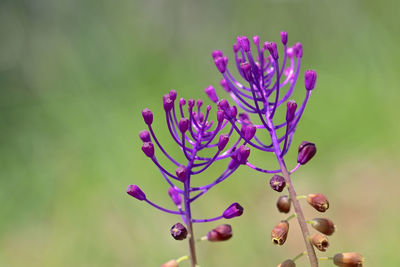 Close-up of purple flowering plant