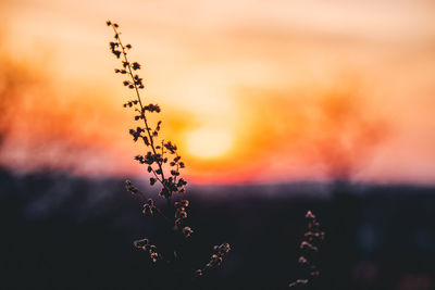 Close-up of silhouette plant against sky during sunset